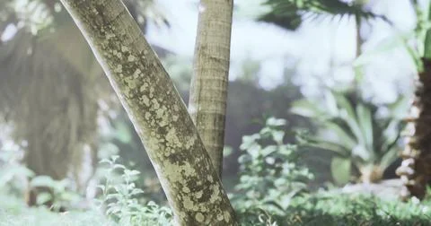 Sunlight filtering through palm trees in a lush tropical garden Stock Illustration