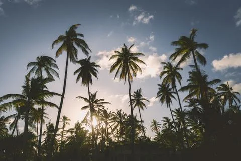 Sunlight filtering through palm trees at sunset Stockfoto's