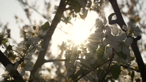 Sunlight Filtering Through Pear Tree Blossoms Stock Footage 332211849