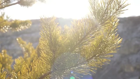 Sunlight Filtering Through Pine Branches Stock Footage 299243617