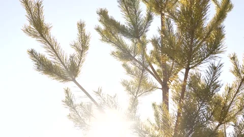 Sunlight Filtering Through Pine Branches Stock Footage 299243619