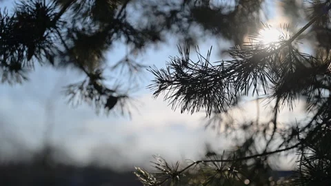 Sunlight filtering through pine needles against clear blue sky, relaxing nature Stock Footage 334132186