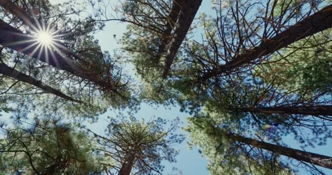 Sunlight Filtering Through Pine Tree Canopy in Forest Vídeos de archivo 323369123