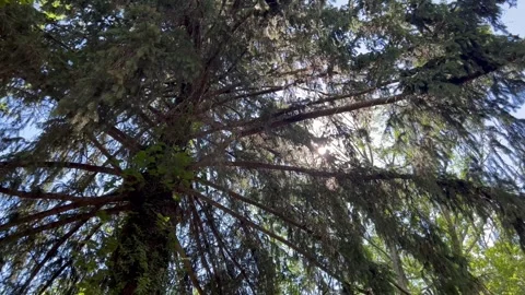 Sunlight Filtering Through Pine Tree Branches Stock Footage 337515393