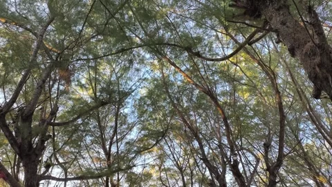 Sunlight Filtering Through Pine Tree Canopy Low Angle View Stock Footage 340489491