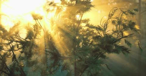 Sunlight filtering through pine tree branches in tranquil forest setting Stock Illustration