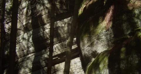 Sunlight Filtering Through Pine Trees Onto Sandstone Rock Formations In Stock Footage 345080200