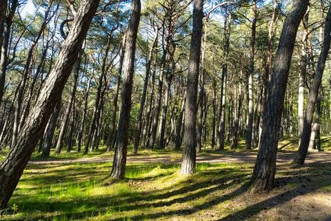 Sunlight filtering through pine trees in a lush green forest Stock Photos