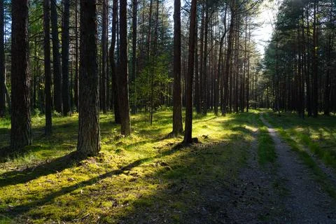 Sunlight filtering through pine trees on a forest path in summer Stock Photos