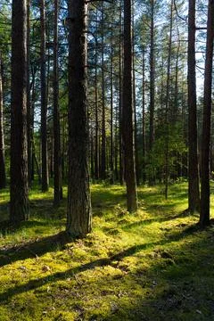 Sunlight filtering through pine trees in a lush green forest Stock Photos