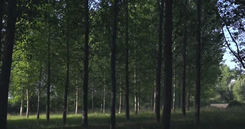Sunlight filtering through a poplar tree forest Видео 344146942
