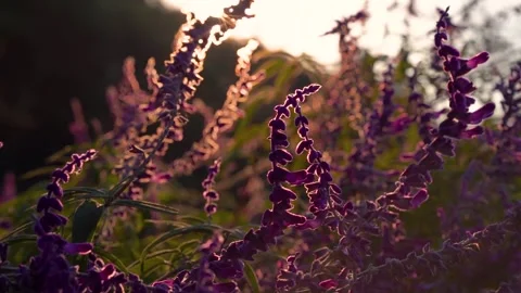 Sunlight Filtering Through Purple Lavender Flowers in Garden Video stock 341961175