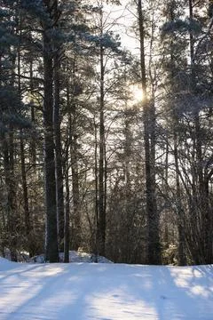 Sunlight filtering through a quiet winter forest with snow-covered ground a.. Stock Photos