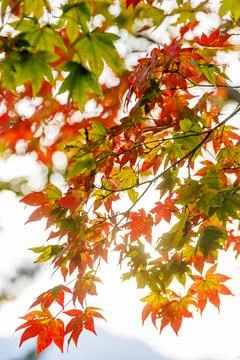 Sunlight Filtering Through Red and Green Maple Leaves Stock Photos