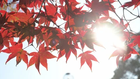 Sunlight filtering through red maple leaves in Japan Vídeos de archivo 305411364