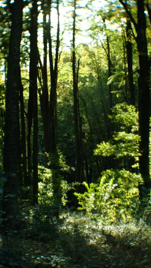 Sunlight Filtering Through a Serene Green Forest at the Beginning of Autumn 스톡 동영상 293152447