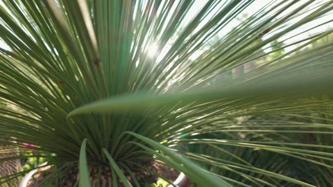Sunlight Filtering Through Sharp Agave Leaves in a Desert Garden Stock Footage 333198000