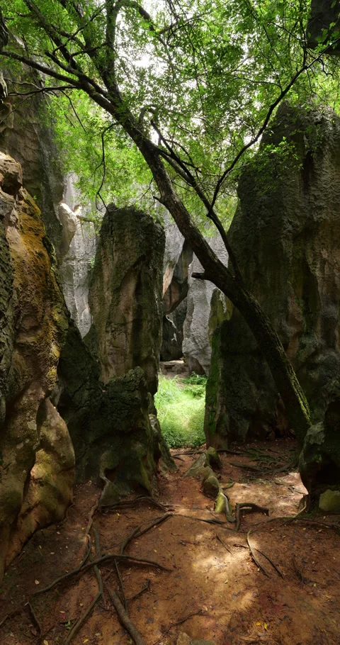 Sunlight filtering through small tree, hidden spots of Shilin Stone Forest 動画素材 329622363