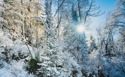 Sunlight Filtering Through Snow-Covered Forest Trees 스톡 사진
