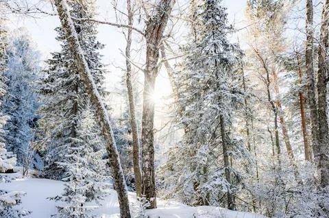 Sunlight Filtering Through Snow-Covered Forest Trees Stock Photos