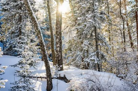 Sunlight Filtering Through Snow-Covered Forest Trees Stock Photos