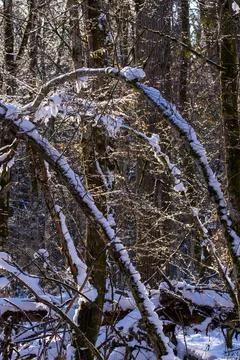 Sunlight filtering through snowy bare forest branches Stock Photos