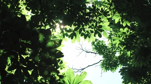Sunlight Filtering Through Summer Tree Leaves in Forest Stock Footage 319828093