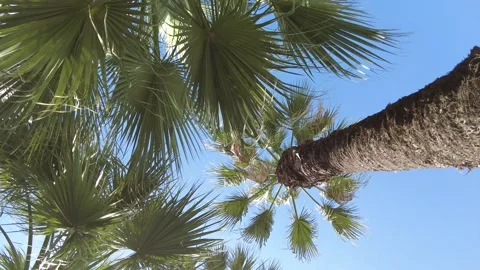 Sunlight filtering through swaying palm tree leaves in blue sky Stock Footage 219869031