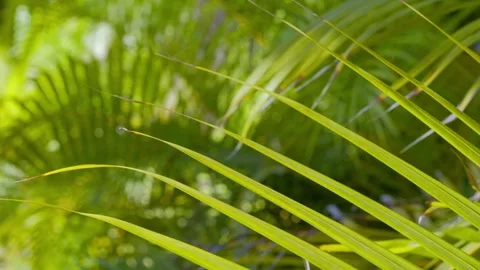 Sunlight filtering through swaying palm leaves in 4k slow motion 120fps Stock Footage 265007427