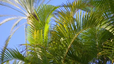 Sunlight filtering through swaying palm leaves in 4k slow motion 120fps Stock Footage 265007620