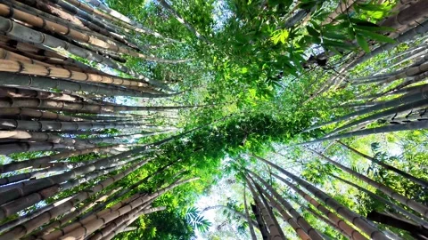 Sunlight Filtering Through Tall Bamboo Stems in a Natural Grove Vídeos de archivo 340415831