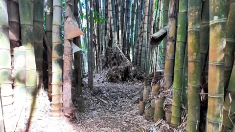 Sunlight Filtering Through Tall Bamboo Stems in a Natural Grove 库存影片 340416018