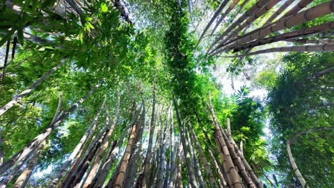 Sunlight Filtering Through Tall Bamboo Stems in a Natural Grove 库存影片 340416253