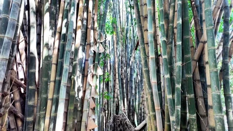 Sunlight Filtering Through Tall Bamboo Stems in a Natural Grove Stockbeeldmateriaal 340416256