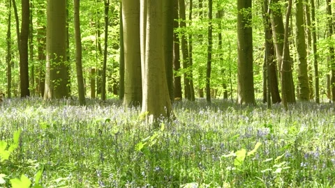 Sunlight Filtering Through Tall Beech Trees Over A Carpet Of Bluebells In A Stock Footage 346471816