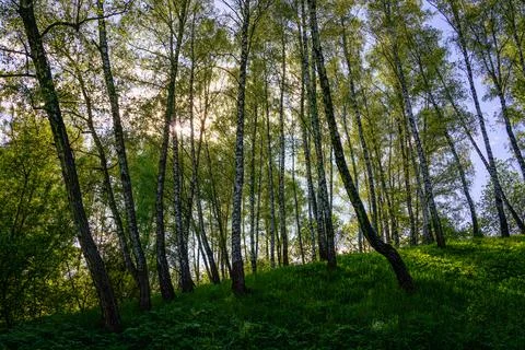 Sunlight filtering through the tall birch trees in a lush green forest, cre.. Stock Photos