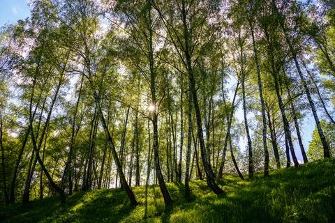 Sunlight filtering through the tall birch trees in a lush green forest, cre.. Stock Photos