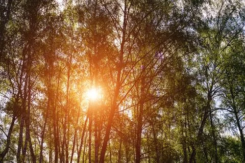 Sunlight filtering through the tall birch trees in a lush green forest, cre.. Stock Photos