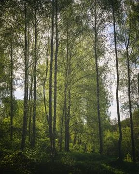 Sunlight filtering through the tall birch trees in a lush green forest, cre.. Stock Photos