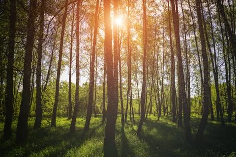 Sunlight filtering through the tall birch trees in a lush green forest, cre.. Stock Photos