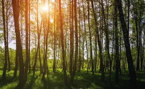 Sunlight filtering through the tall birch trees in a lush green forest, cre.. Stock Photos