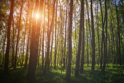 Sunlight filtering through the tall birch trees in a lush green forest, cre.. Stock Photos