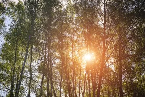 Sunlight filtering through the tall birch trees in a lush green forest, creat Stock Photos