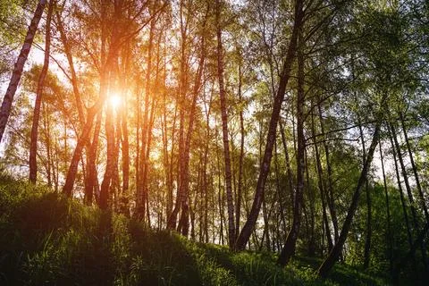 Sunlight filtering through the tall birch trees in a lush green forest, creat Stock Photos