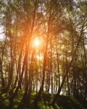 Sunlight filtering through the tall birch trees in a lush green forest, creat Stock Photos