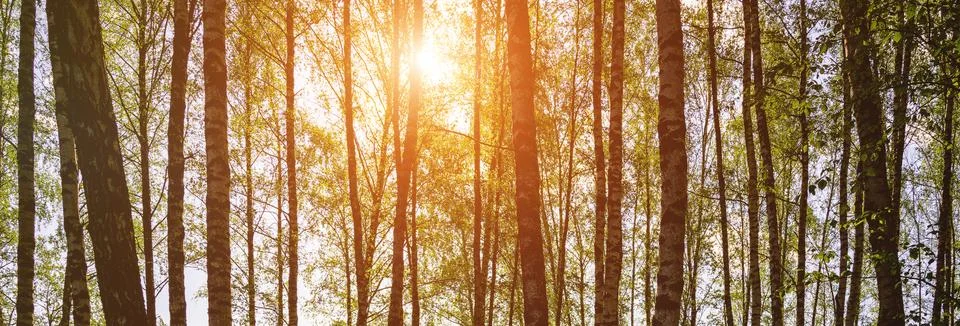 Sunlight filtering through the tall birch trees in a lush green forest, creat Stock Photos