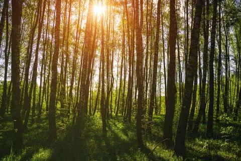 Sunlight filtering through the tall birch trees in a lush green forest, creat Stock Photos