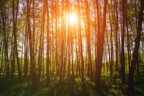 Sunlight filtering through the tall birch trees in a lush green forest, creat Stock Photos