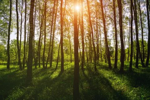 Sunlight filtering through the tall birch trees in a lush green forest, cre.. Stock Photos