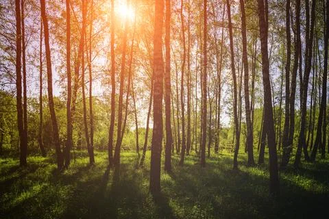 Sunlight filtering through the tall birch trees in a lush green forest, cre.. Stock Photos